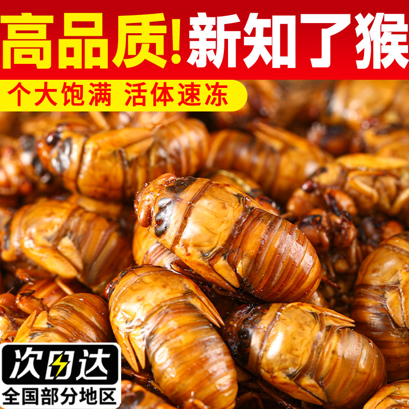新鲜金蝉知了猴鲜活蝉蛹现捕杜仲爬叉猴子结了龟冷冻知了猴子批发