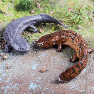 仿真两栖动物模型实心认知娃娃鱼山椒鱼大鲵儿童认知玩具沙盘摆件