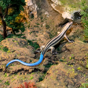 仿真实心野生爬行动物模型蜥蜴草蜥四脚蛇石龙子儿童认知玩具摆件