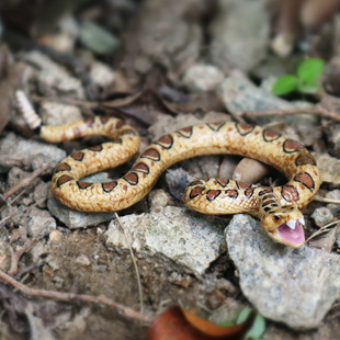 儿童整蛊玩具实心沙漠仿真野生两栖爬行动物响尾蛇蟒蛇模型摆件