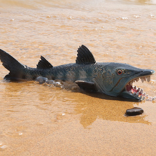 儿童仿真海洋动物模型海底生物深海鱼白令狼鱼利齿脂梭子鱼摆件
