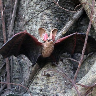 儿童认知仿真静态实心动物模型玩具飞行动物彩蝠蝙蝠狐蝠手办摆件