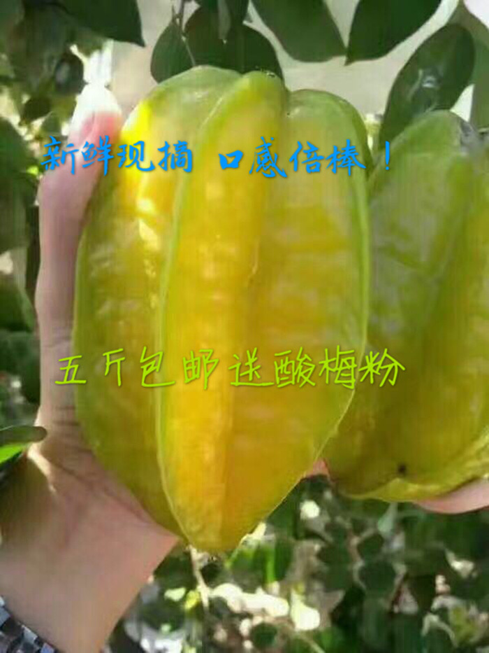 新鲜南方特产时令小孩包邮杨桃