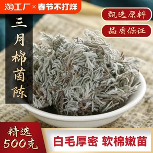 野生野生棉茵陈500g克正品白蒿新鲜棉茵陈草药浴功效散装大黄