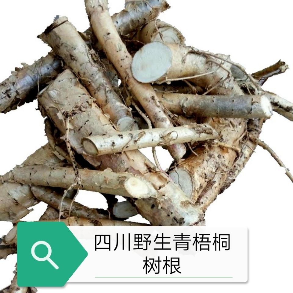好货青皮梧桐树根 桐麻树根 瓢儿树根 纯根 新鲜切片晒干