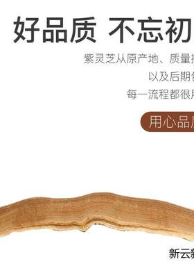 茵阳芝 茵阳芝【小片】官网正品茵阳灵芝买2送1防伪验证CRV