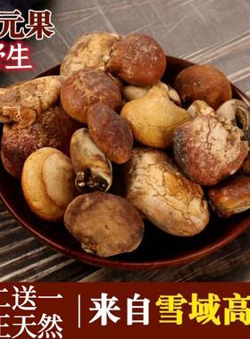 野生【】云南哀牢山须元果隐孔菌觅阳果树荷包松橄榄须阳真货