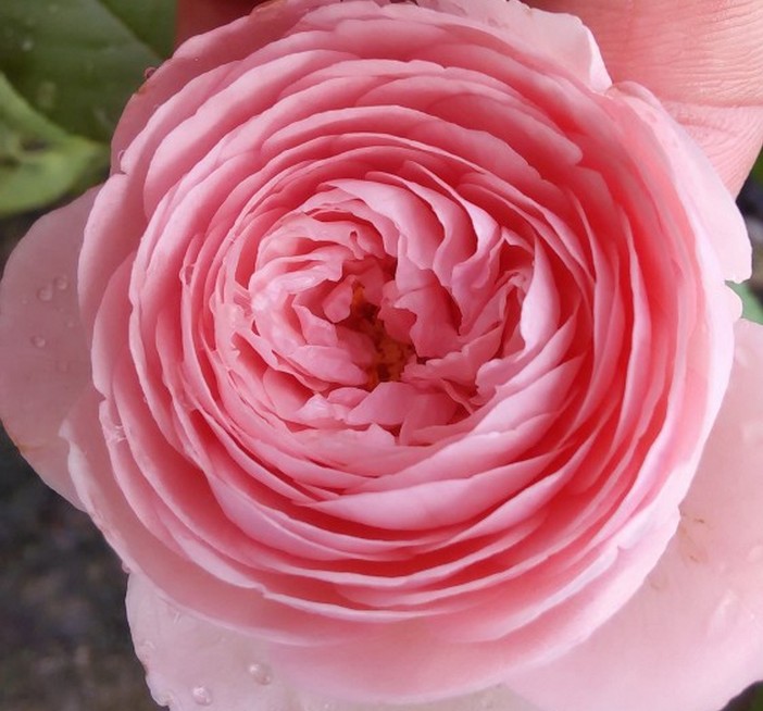 正宗阳台庭院欧月仁慈/温柔的赫敏浓香耐寒四季开花盆栽月季花苗