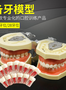 牙科备牙练习模型可拆卸口腔树脂牙齿模具离体牙考试学生练习教学