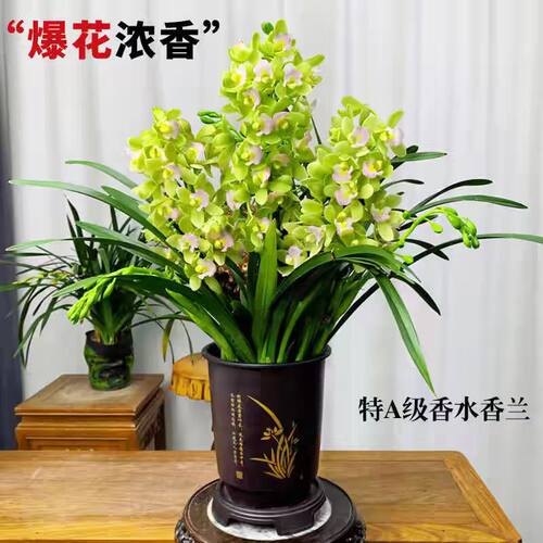 特A级【香水香兰】带花苞年宵花浓香室内室外好养花卉绿植兰花
