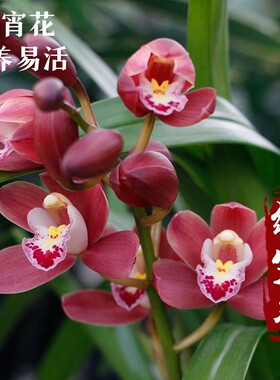 【红宝石】年宵花浓香带花苞报岁兰室内室外好养花卉绿植盆栽兰花