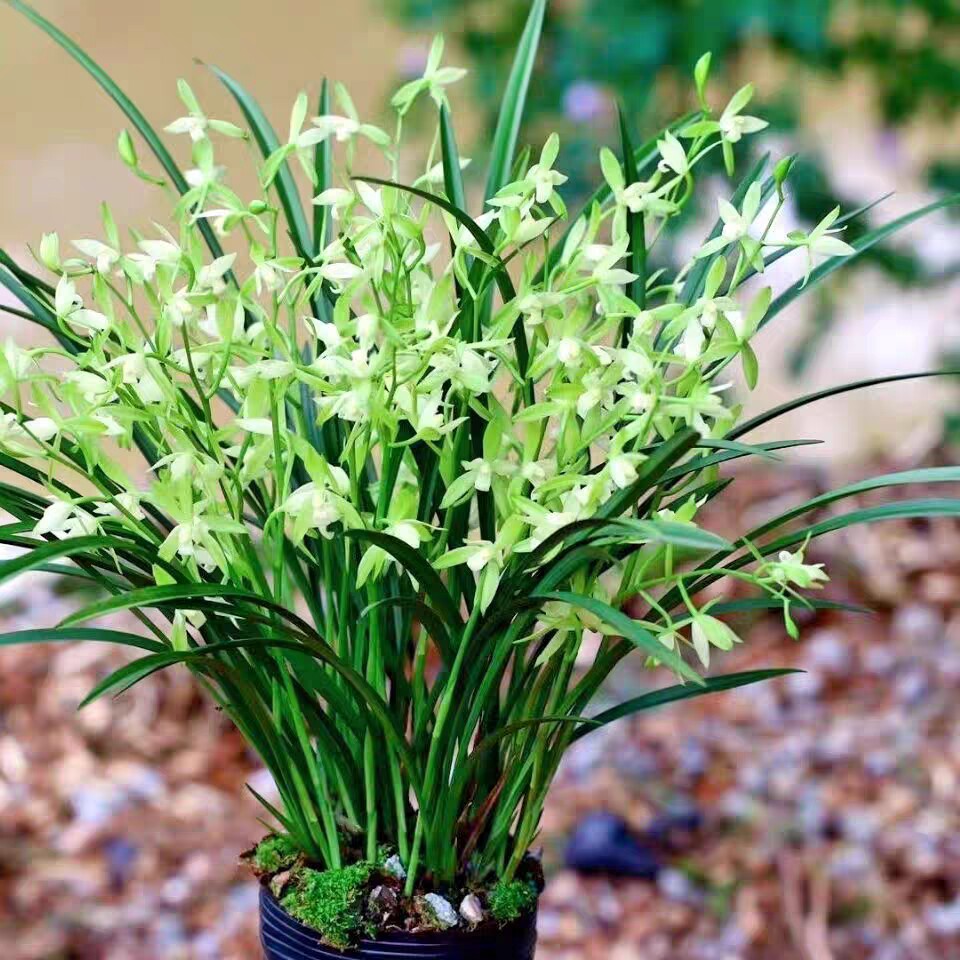 【天香素】带花苞浓香型建兰名品