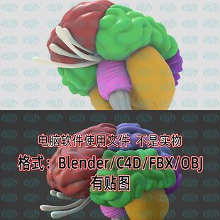 blender大脑脑子功能分区3d模型fbx建模obj素材c4d文件模型