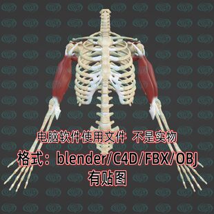 blender人体上肢骨骼肌肉手臂脊柱肋骨3d模型fbx建模obj素材c4d