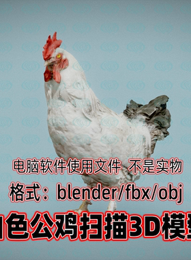 blender maya c4d 3dmax白色公鸡家禽动物剥制标本扫描3d模型素材