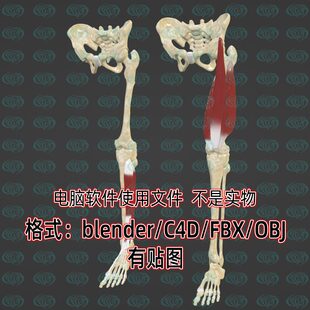blender下肢盆骨骨骼腿骨大腿小腿肌肉3d模型fbx建模obj素材c4d