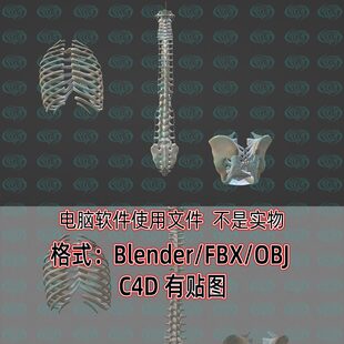 blender人体脊椎脊柱肋骨盆骨骨盆3d模型fbx建模obj素材c4d文件