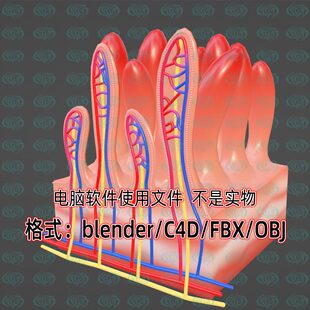 blender人体器官小肠内壁表面绒毛解剖3d模型fbx建模obj素材c4d