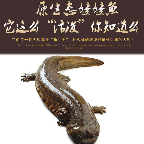 30斤一条娃娃鱼秦岭大鲵食用鲜活