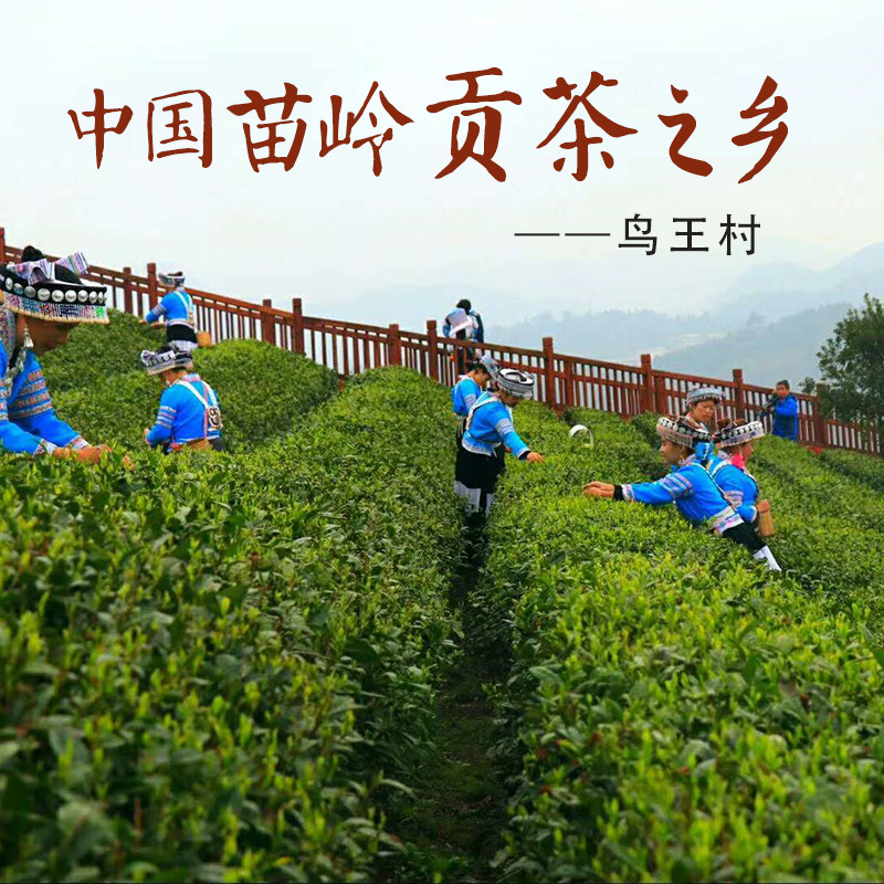 2024贵州四大茗茶贵定云雾贡茶高海拔产区鸟王种鸟王茶毛尖茶