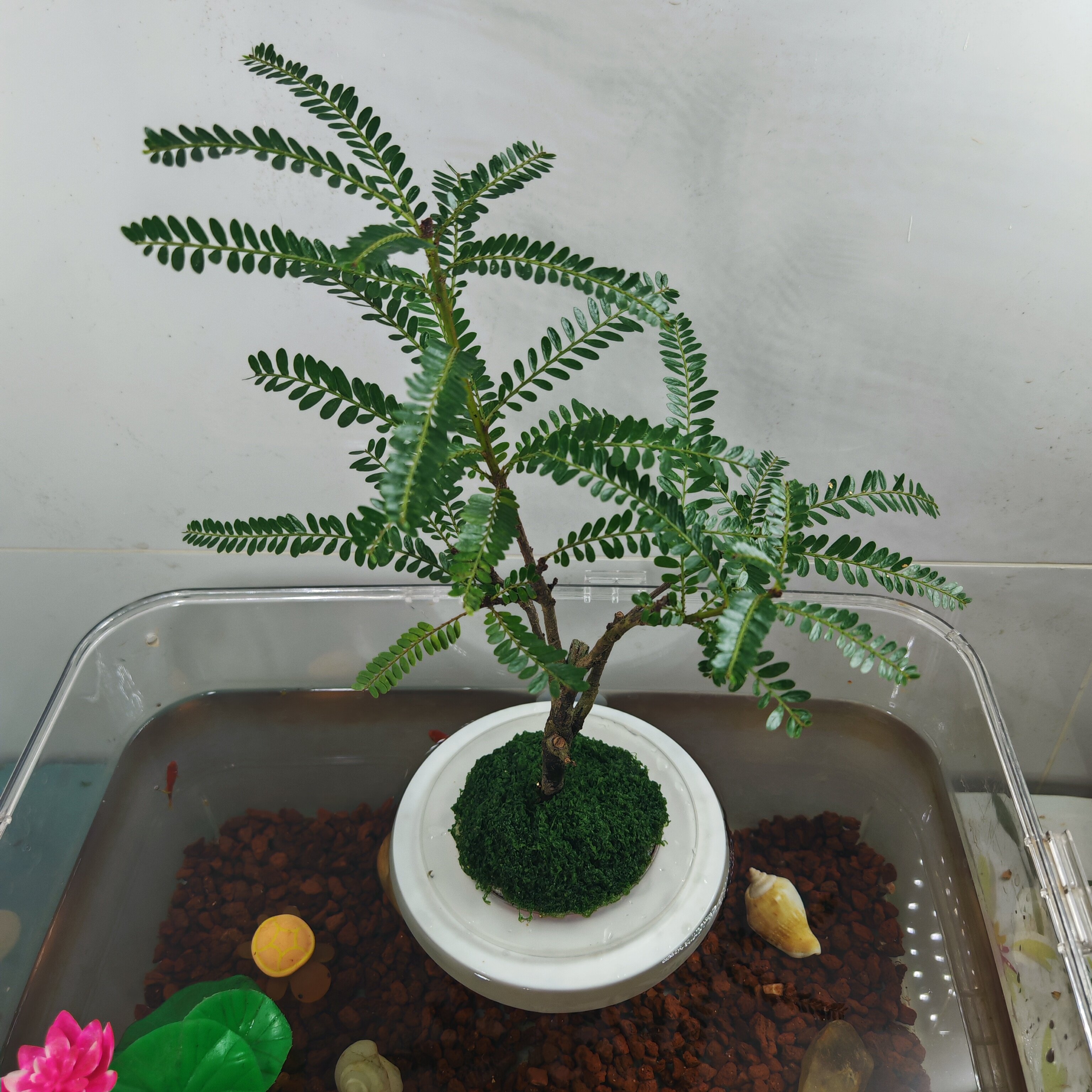 海岛叶下珠鱼龟溪流生态草缸挂缸漂浮沉水式定植篮内基质水培水养