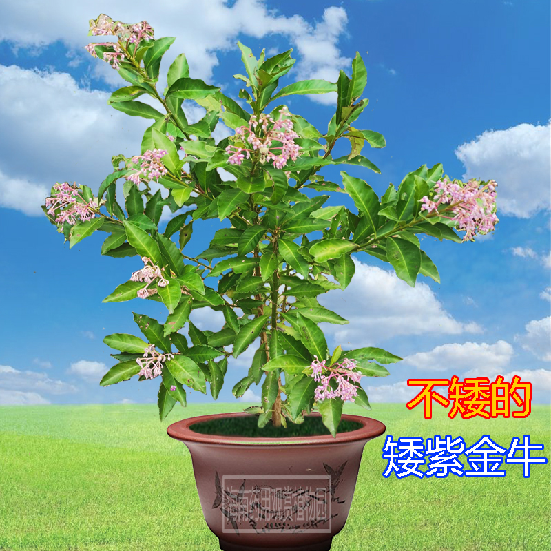 矮紫金牛中草药材药用观赏花卉绿植物野外生长盆栽盆景种植树苗
