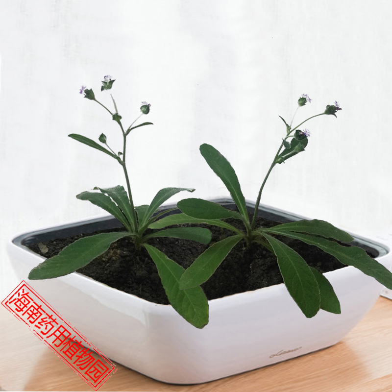 地胆头地胆草药用花卉植物名贵中草药材野外种子生长盆栽种植苗