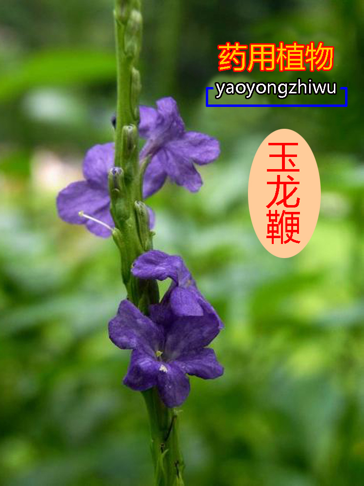 玉龙鞭马鞭草野生中草药材药用观赏花卉绿植物庭院盆栽盆景种植苗