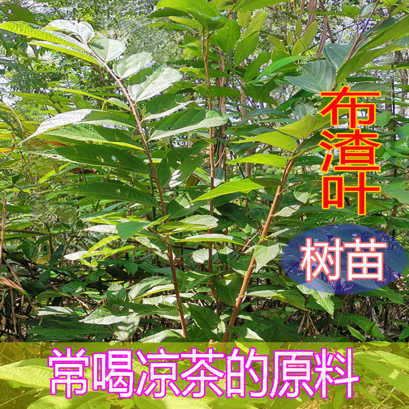 布渣叶苗中草药材凉茶原料药用观赏原土原盆绿植物阳台盆栽盆景