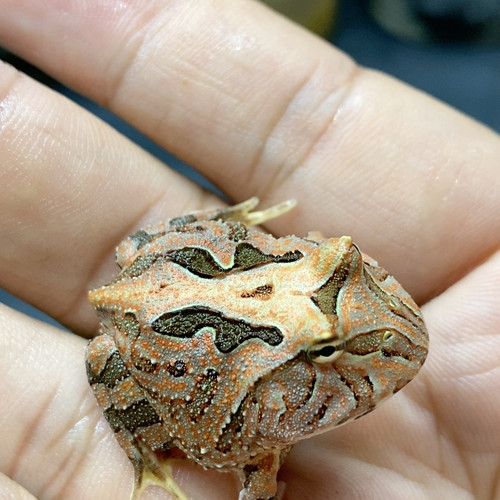 精品蝴蝶更新25到48一蛙一图霸王后代