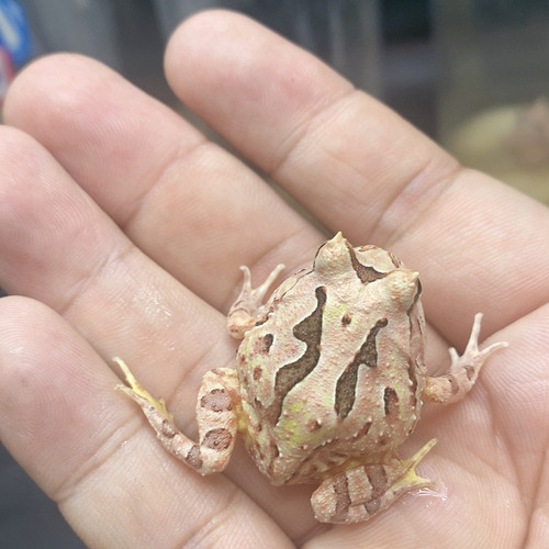 蝴蝶6