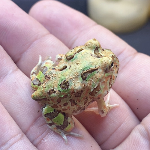 巴西纯更新巴西角蛙今天7月20