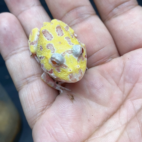 刚开始白化1