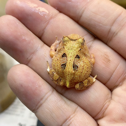 蛙