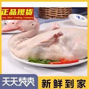 永强白条鸭子10只装 2.5斤 新鲜冷冻白条鸭肉烤鸭老鸭汤冻品清真