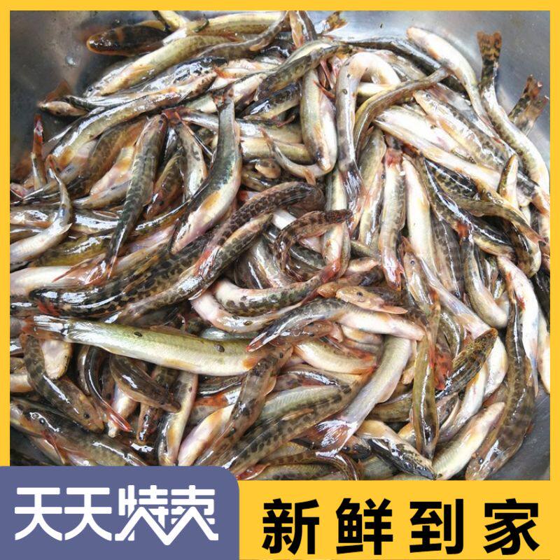 新鲜冷冻板冻盐冻泥鳅18斤 中餐夜市烧烤小吃 油炸美食 水产海鲜