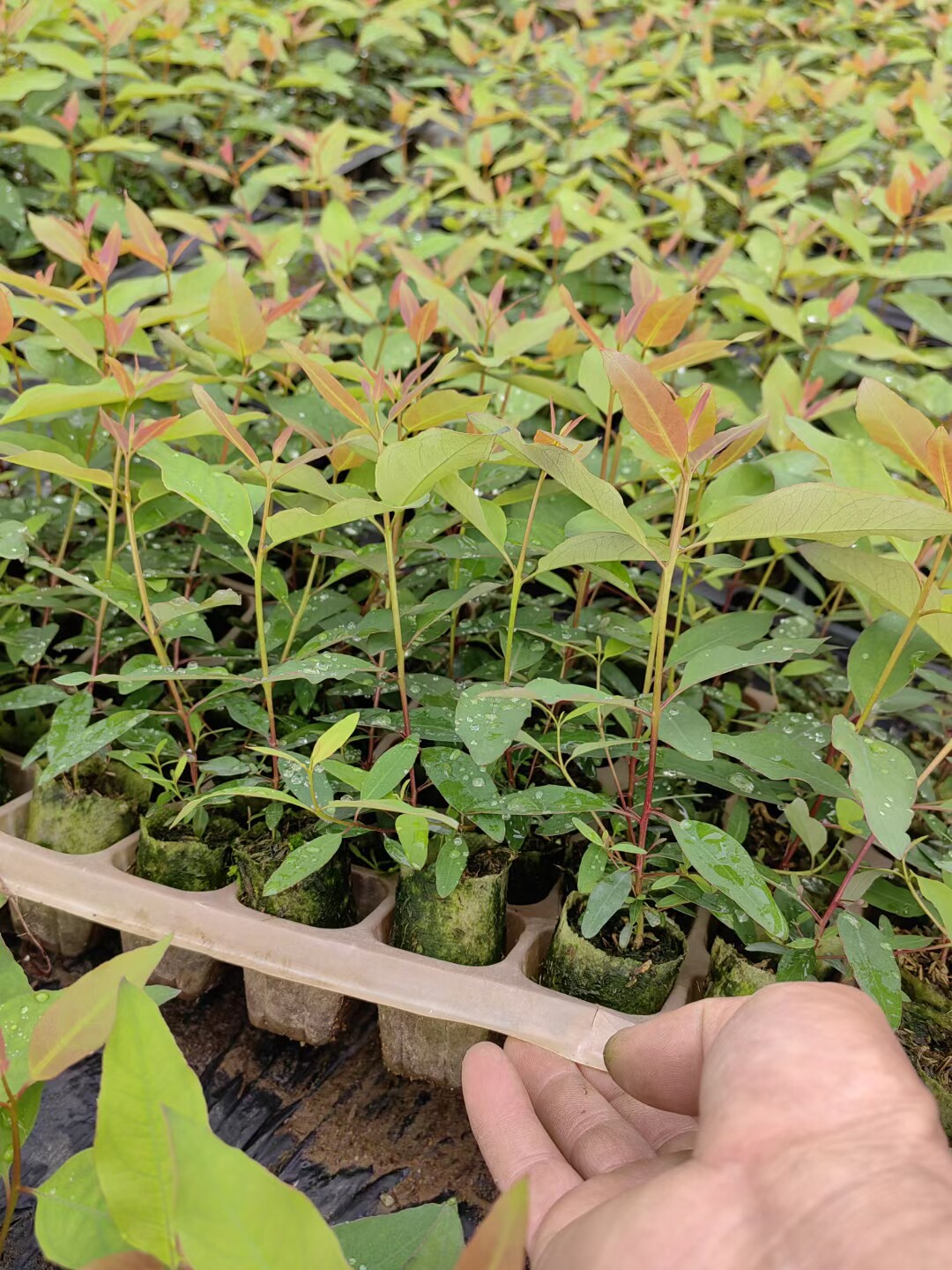 速生桉树苗107良种树苗