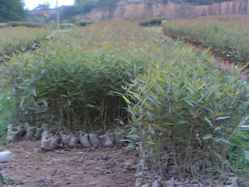 桉树苗0.8米1米一米1.2米复绿树苗补苗神器