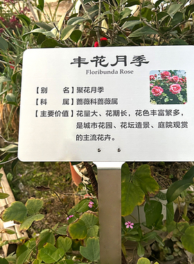 不锈钢插地牌标识牌植物绿化介绍牌定制学校公园植树牌立式提示牌