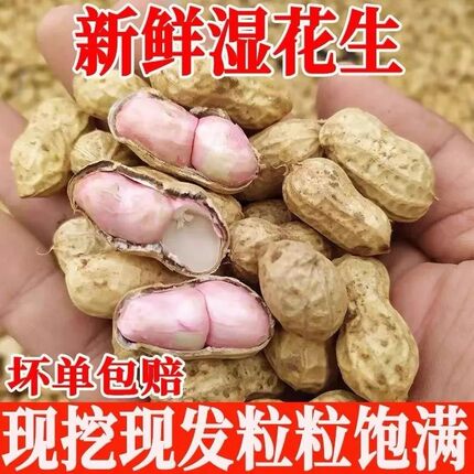 新鲜湿花生2026年新鲜花生湿现挖现发带壳薄皮花生粉皮粉皮白沙批