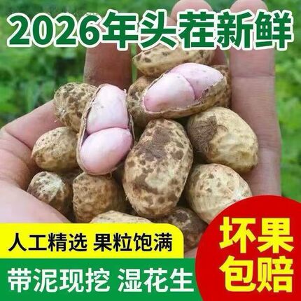 2026年新鲜湿花生带壳花生农家鲜花生红色黑色现挖新鲜嫩花生