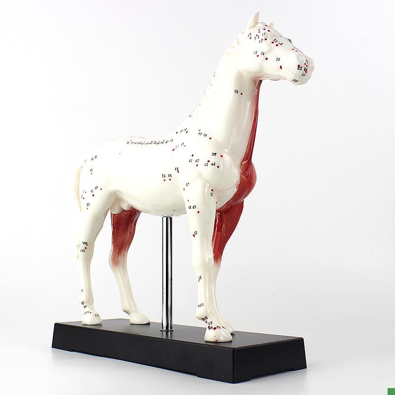 ENOVO颐诺i马针灸模型动物解剖模型宠物模型针灸腧穴模型马针灸穴