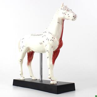 ENOVO颐诺i马针灸模型动物解剖模型宠物模型针灸腧穴模型马针灸穴