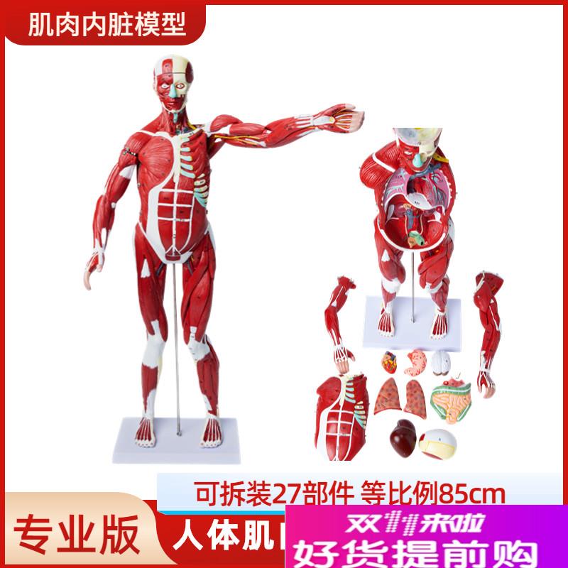 医学教学人体全身肌肉模型内脏y器官解剖结构组织拆卸运动仿真教