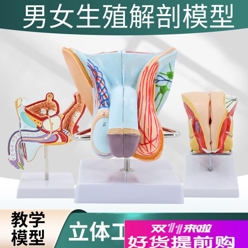男性生殖器解剖女性内外生殖器层次解剖模O型女性阴道子宫解剖