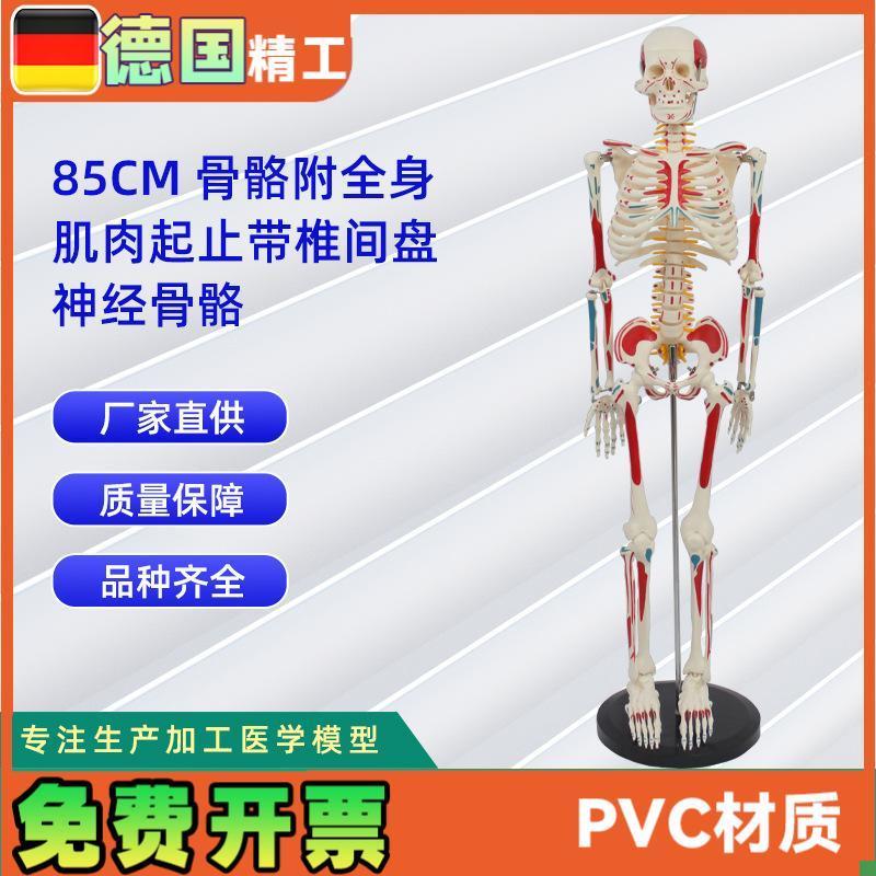 85CM附全i身肌肉起止带椎间盘神经骨骼人体骨骼模型