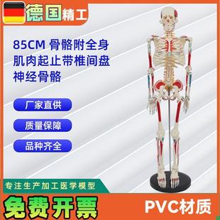 85CM附全i身肌肉起止带椎间盘神经骨骼人体骨骼模型