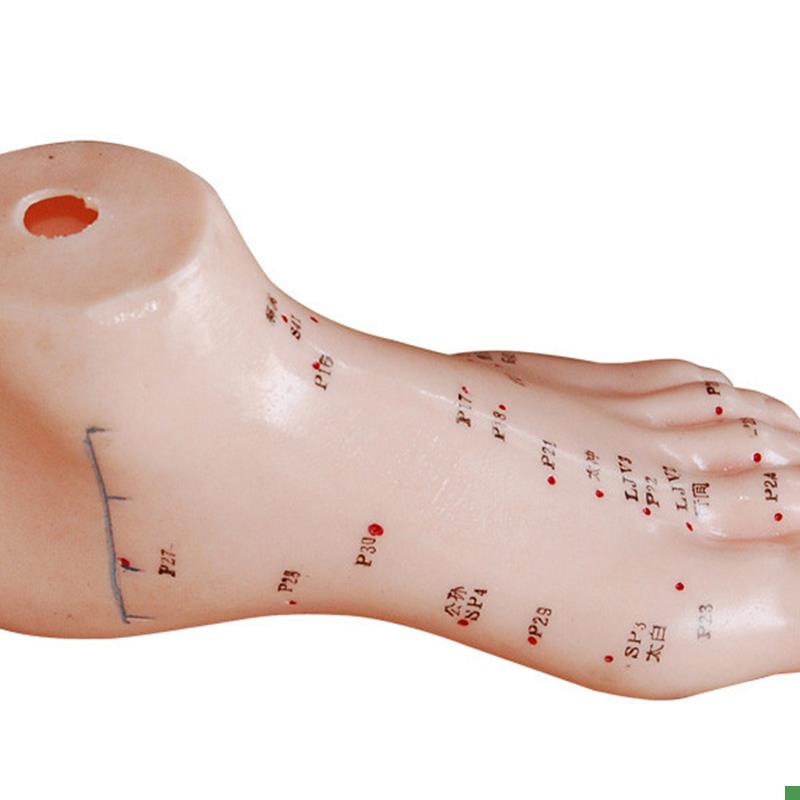 CY-XCl510足针灸模型13CM