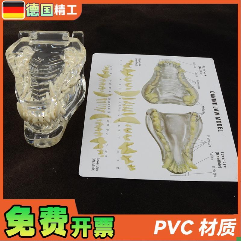 德国】1比1透明狗牙模型带说明卡片犬科牙齿解剖模W型宠物教学展