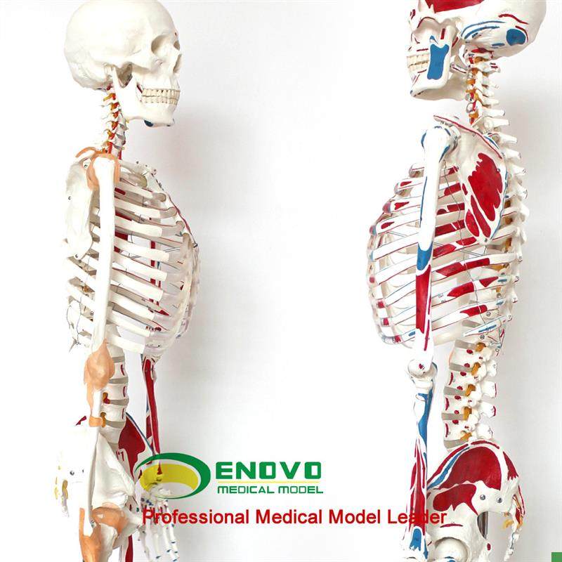 ENOVOe正品医用人体170CM骨骼模型数字标识款美术艺用骨骼模型